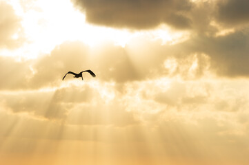 Fototapeta na wymiar Sunset Freedom Bird Rays