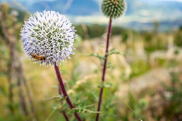 Abeille de montagne