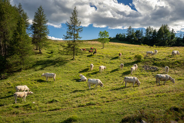 Fototapeta na wymiar troupeau de vaches dans les montagnes
