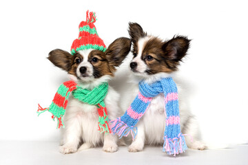 Two cute Papillon puppies sit in knitted scarves and a hat on a white background.