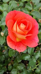 Fototapeta premium red rose with water drops