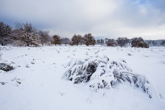 Wide angle view of bushes covered in thick snow close to Ceres in the Western Cape of South Africa