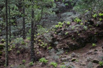 Forest of Canary Island pine Pinus canariensis. Valsequillo. Gran Canaria. Canary Islands. Spain.