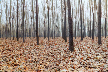 In autumn the leaves turn yellow and then fall