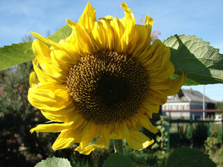 large sunflower flower close up