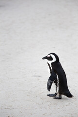 Close up view of African penguins on Boulders Beach in Cape town in the Western Cape of South Africa