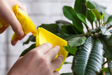 The care of indoor flowers.A woman wipes the dust from the leaves of a flower.