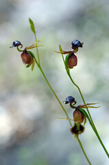 Unusual flowers of the Australian native Large Duck Orchid, Caleana major, family Orchidaceae. Also called the Flying Duck Orchid as they resemble a duck in flight. Found in woodland in Sydney, NSW