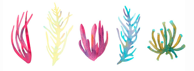 Fototapeta na wymiar Coral reef watercolor illustration elements. Hand drawn underwater sea life decorative set. Beautiful bright aglae, marine life on white background