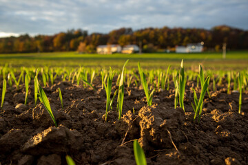 Acker im Sonnenuntergang