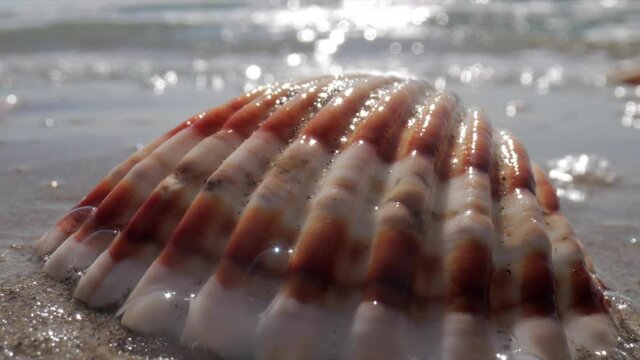 Close up footage of sea shell on beach