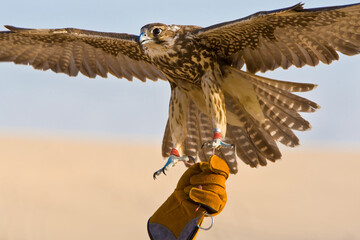 Falconer Holding his Falcon Bird in a Middle East Desert Location - 389899506