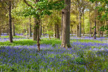 Bluebell Wood or Forest