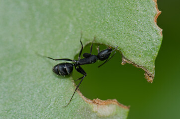 Ant Camponotus rufoglaucus feai on a leaf. Lomito de Los Bueyes. Ingenio. Gran Canaria. Canary Islands. Spain.