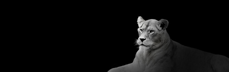 African Lion Portrait On Black Background, Spectacular Wild Animal In Shadow, Proud Dreaming Panthera Leo Looking Forward. Low Key Photo With Lioness And Copy Space Toned In Black And White Colors.
