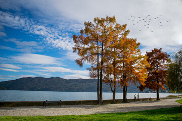 Autumn in the park. Yellow and red leafy trees on the waterfront (Danube). Autumn landscapes.