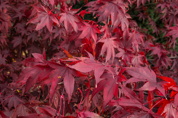 Autumn in Scania Malmö Sweden with landscapes, flowers and leaves and mushrooms