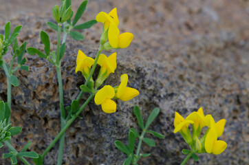 Plant Lotus tenellus in flower. Ingenio. Gran Canaria. Canary Islands. Spain.