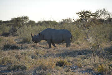 Obraz premium Namibia