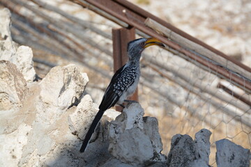 Namibia