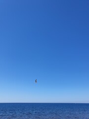 small Seagull against the sky