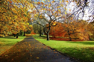 Naklejka premium autumn trees in the park
