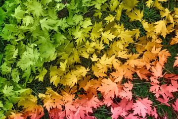 composition of autumn leaves grouped by color