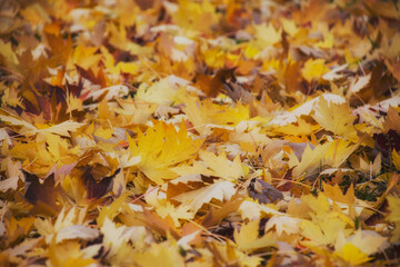background of yellow autumn leaves with bokeh