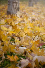 autumn leaves under the trees. a warm light illuminates the scene with a beautiful bokeh