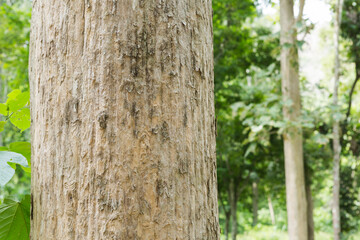 Teak tree in the forest with blurred background.Selective focus