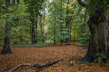 Autumn in Scania Malmö Sweden with landscapes, flowers and leaves and mushrooms