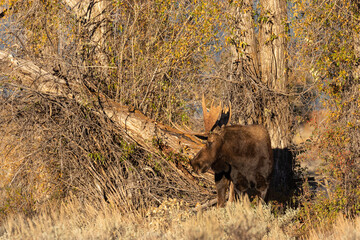 Bull Moose During the Fall Rut in Wyoming