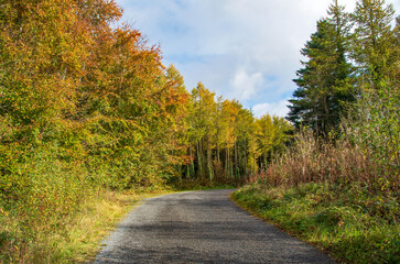 Autumn season in Killykeen Forest Park, Ireland