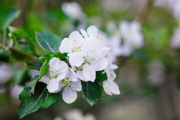 Blooming apple tree outdoors.