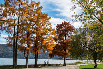 Autumn in the park. Yellow and red leafy trees on the waterfront (Danube). Beautiful autumn...