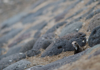 Ruddy turnstone Arenaria interpres in Arinaga. Aguimes. Gran Canaria. Canary Islands. Spain.
