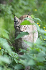 Der eruasische Luchs, auch Nordluchs (Lynx Lynx)