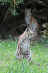 Der eruasische Luchs, auch Nordluchs (Lynx Lynx)