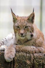 Naklejka na ściany i meble Der eruasische Luchs, auch Nordluchs (Lynx Lynx)