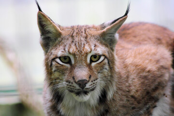 Der eruasische Luchs, auch Nordluchs (Lynx Lynx)