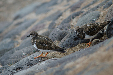 Ruddy turnstone Arenaria interpres in Arinaga. Aguimes. Gran Canaria. Canary Islands. Spain.