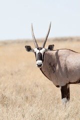 antelope in the savannah