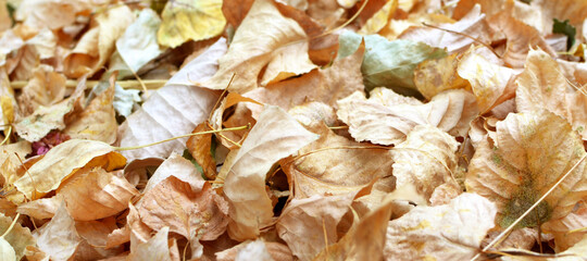 Texture of dry brown leaves in autumn