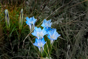 The beautiful blue flower on tibetan meadow in Tibet