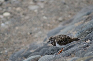 Ruddy turnstone Arenaria interpres in Arinaga. Aguimes. Gran Canaria. Canary Islands. Spain.