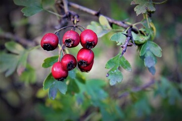 red currant berries