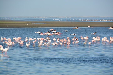 Naklejka premium Namibia