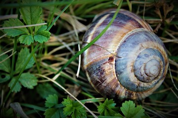 snail on a leaf