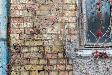 Old brick wall of an abandoned house, overgrown with a plant with black berries and red leaves