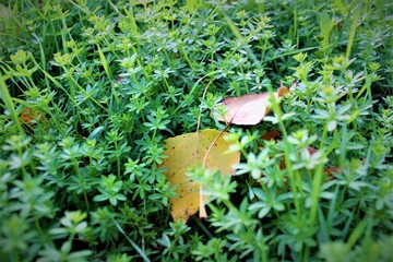 leaf in the forest